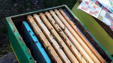 tratarea albinelor din căpușele varicoase cu acid oxalic